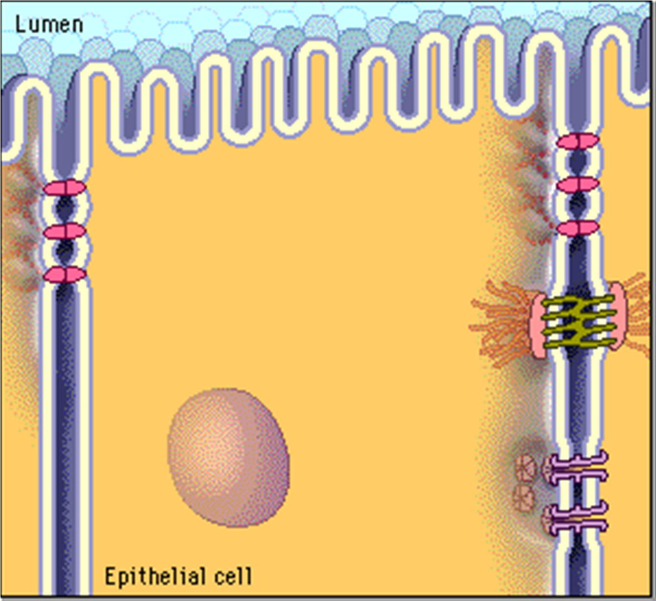 PAU a buněčná signalizace povrchové receptory cytosolové receptory signální transdukce