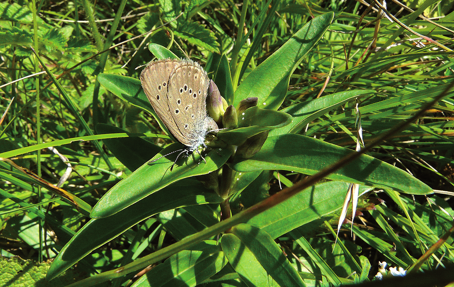 134 Acta Carpathica Occidentalis 6 Šnajdara P. & Spitzer L. Obr. 6 a 7: Rostlina hořce křížatého s nakladenými vajíčky modráska hořcového (P. alcon rebeli). Terasy, samice, 8.VII.2010. Fig.