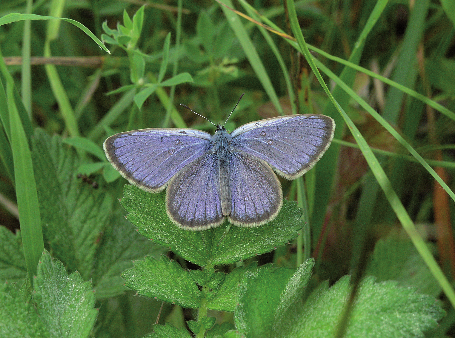 130 Acta Carpathica Occidentalis 6 Šnajdara P. & Spitzer L. Obr. 3: Modrásek hořcový (Phengaris alcon rebeli), samec, Vrchové, 1.VII.2005, všechny fotografie: Pavel Šnajdara. Fig.