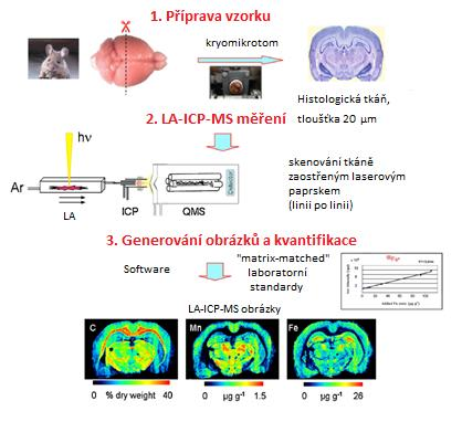 Obrázek 11: Postup zobrazování LA-ICP-MS (převzato a přeloženo 27 ) 2.4.1. BIOLOGICKÉ VZORKY Rostlinné vzorky V rostlinných tkáních jako takových se nejčastěji stanovují biologicky důležité prvky, ale i prvky toxické, a to nejen pro rostliny, ale i pro člověka.