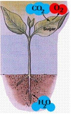 Zdroj energie Cukry bielkoviny tuky
