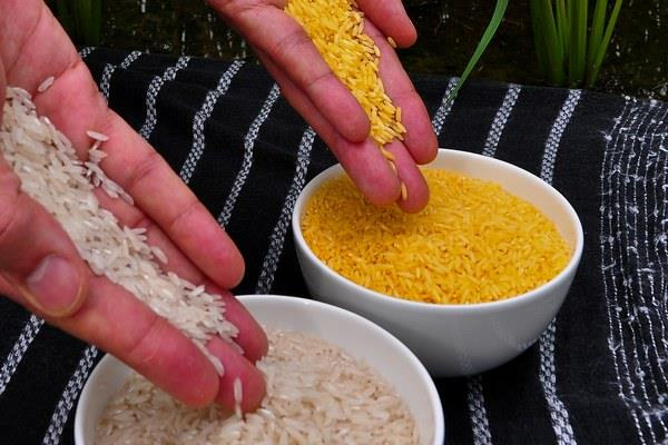 Zlatá ryža GMO