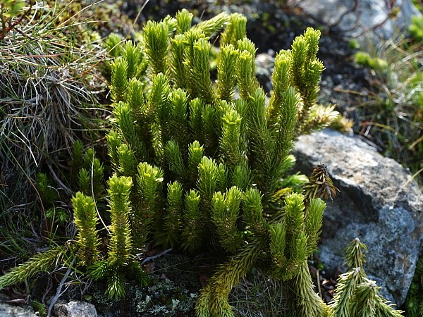 Polypodiophyta etc. Athyrium distentifolium Tausch Blechnum spicant (L.