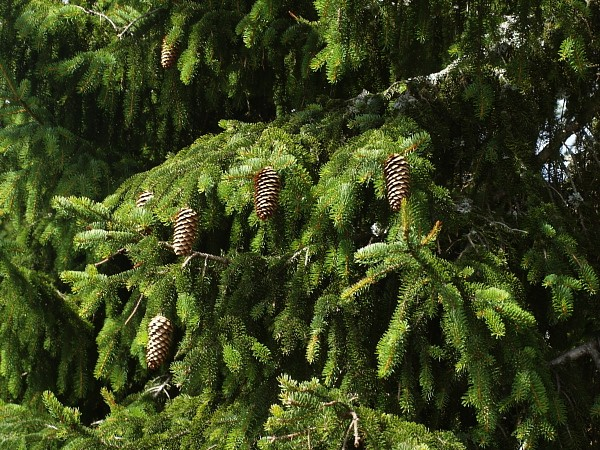 Pinales Pinus mugo Turra Picea abies (L.) Karst.