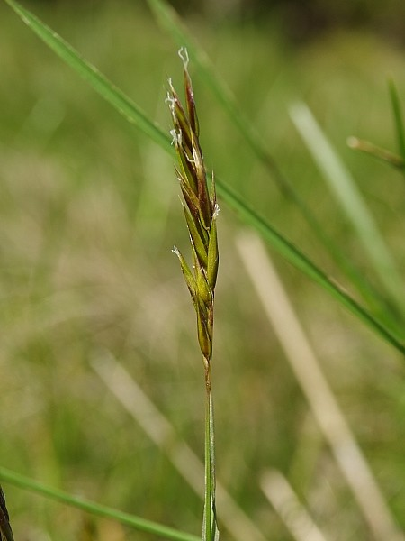 Poaceae Anthoxanthum alpinum Á. & D.