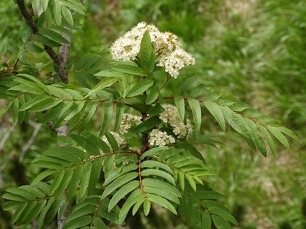 Fagaceae, Rosaceae I Betula carpatica Willd.