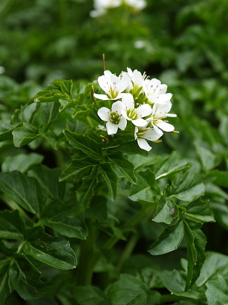 Geraniaceae, Brassicaceae Geranium sylvaticum L.