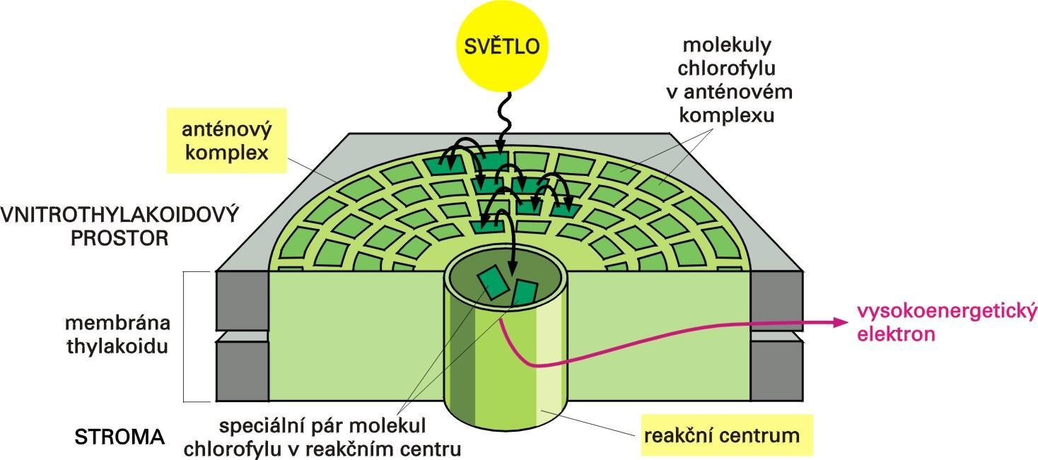Reakční centrum a anténa