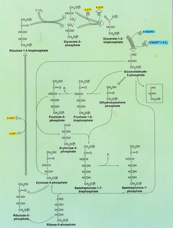 Temná fáze fotosynthesy - Calvinův cyklus 1. Fixace C 2 2.