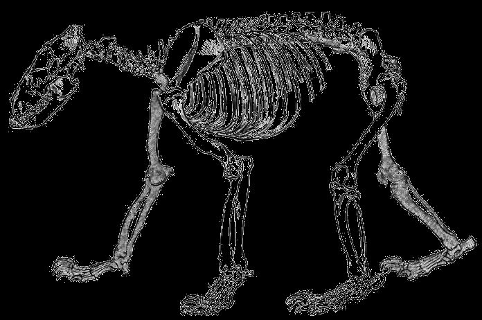 levhart skvrnitý jaguár americký gepard štíhlý další druhy : gepard štíhlý Afrika, Asie (lesy i otevřená krajina); samotář; výborně šplhá po stromech. Rosety jsou bez vnitřní tečky.