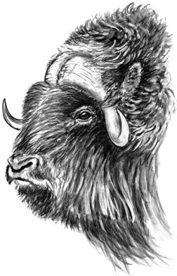 další druhy : buvol indický, jak divoký (Himaláje), gaur (jižní Asie) bizon americký buvol africký b) KOZY Většinou horské druhy - výborně šplhají po skalách; z horní části lebky vyrůstají rohy,