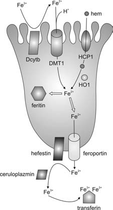 Metabolismus železa 1 nebo SLC11A2 (obr. 1.1) [86]. Tento transmembránový protein rovněž transportuje i další kovy v dvojmocné formě jako je Mn 2+, Cu 2+, Cd 2+, Pb 2+, Co 2+ nebo Zn 2+.