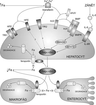 1 Hemochromatóza HFE je, že HFE kompetuje se saturovaným transferinem o vazbu na TfR1. Čím víc je saturovaného transferinu v cirkulaci, tím víc zůstává volného HFE v plazmatické membráně.