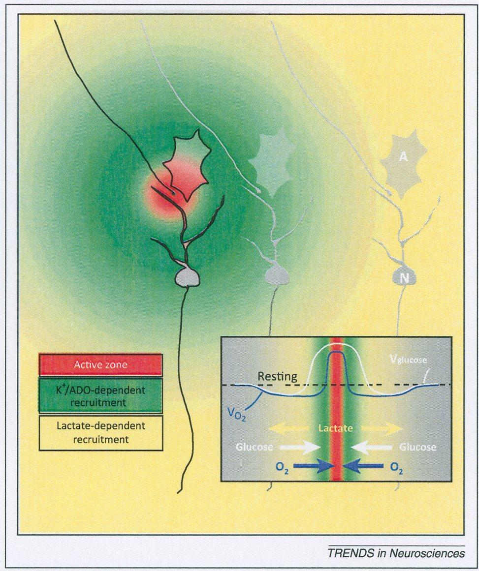 Laktát, glukosa a kyslík v CNS Schematický obrázek neuronů (N) a astrocytů (A) a tří synapsí. První je aktivní.