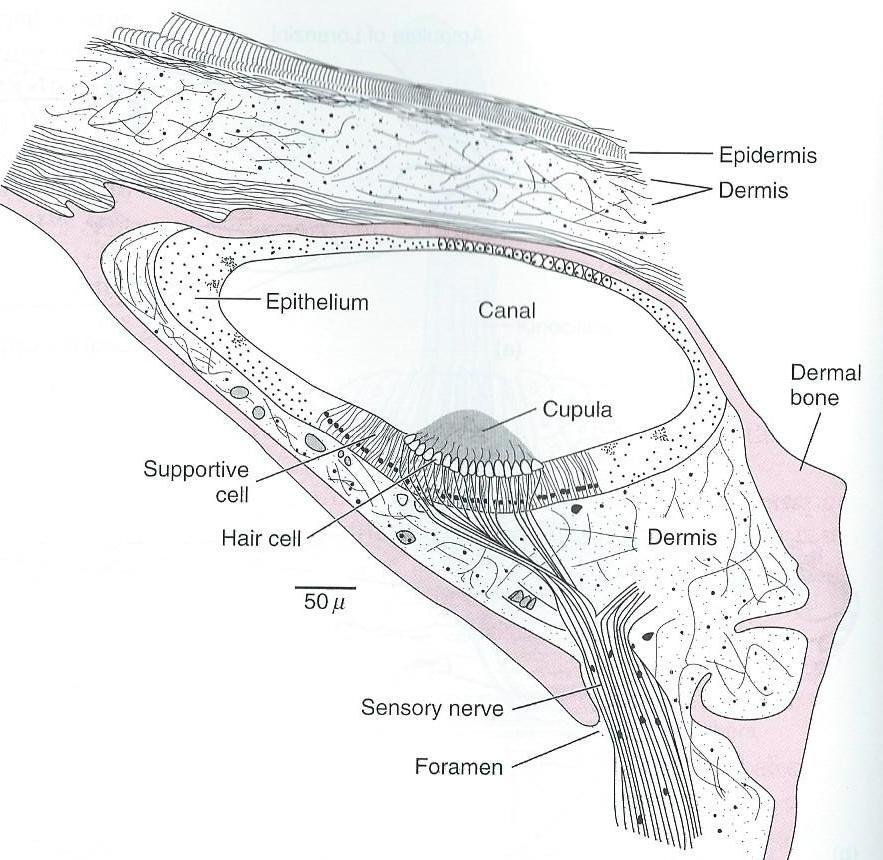 Mechanoreceptory Smyslové orgány