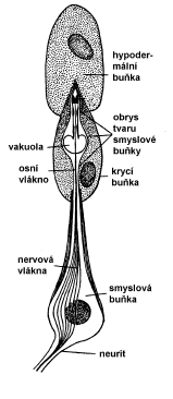 Phonoreceptory hmyzu Smyslové orgány