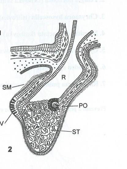 Smyslové buňky a smyslové orgány Smyslové buňky v epitelu kroužkovců Taktilní receptory (žížala) Smyslové orgány