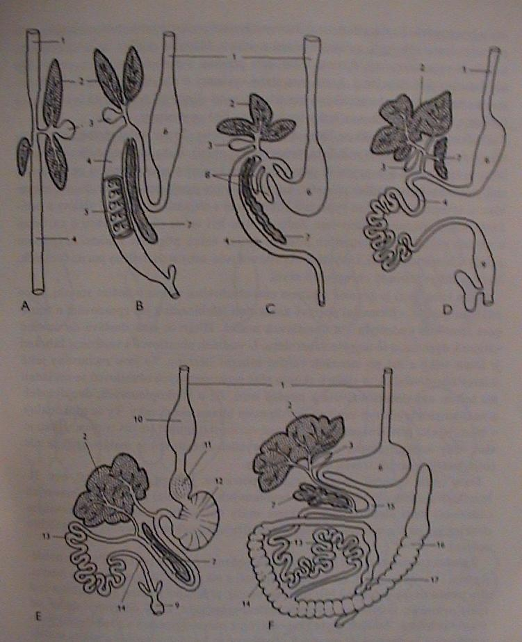 Trávicí soustava A) mihule B) žralok C) okoun D) skokan