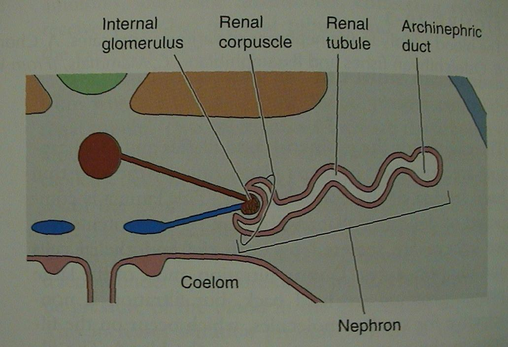 Urogenitální soustava nefron vnější glomerulus (holonefros,