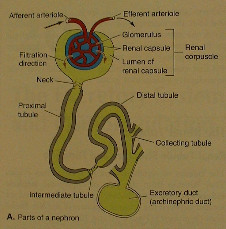Urogenitální soustava nefron