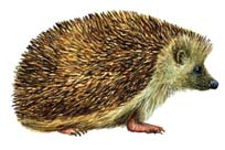 OPAKOVANIE 11 Čo sme v minulom roku spolu zistili a čo nové sme sa naučili... Človek je tvor, ktorý sa neustále snaží spoznávať veci okolo seba.