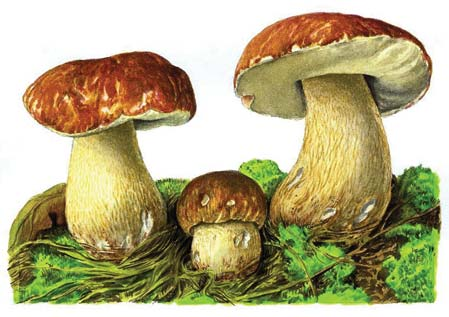 HUBY SÚČASŤ PRÍRODY 71 Prečo huby nepatria medzi typické rastliny a ani živočíchy? Ak sa však huby nepohybujú, sú potom podobné rastlinám. V tomto majú spoločné znaky s rastlinami. Sú huby zelené?