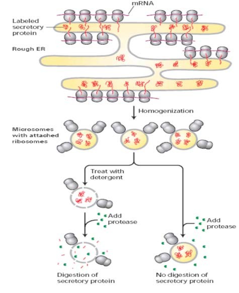 Metody studia bílkovin Metody studia bílkovin P ehled nej ast ji pou ívan ch technik Na intaktních tkáních, sledování exprese jednotliv ch bílkovin : GFP, imunodetekce Po homogenizaci bun k: Odd lení