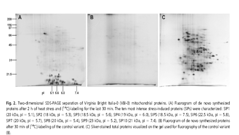 D lení bílkovin 2D SDS PAGE Identifikace bílkovin - Western blot Vyu ití radioizotop