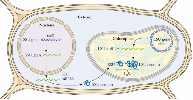 5. Translace v chloroplastech a mitochondriích 5.