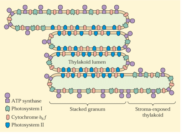 Chloroplasty úzká spoluprace jaderné a chloroplastové DNA Rubisko: chloroplasty Rubisko tém 50% celkov ch rozpustn ch bílkovin v listech malá podjednotka je kódována jadernou DNA velká podjednotka je