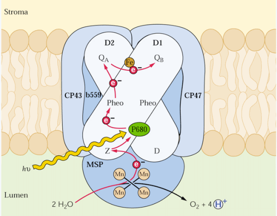 chloroplasty chloroplasty chloroplasty transla ní regulace exprese bilkoviny D1 Chloroplasty D1 bílkovina z komplexu RCII její exprese je transla n regulována D1 je kódována chl-genem Transkript