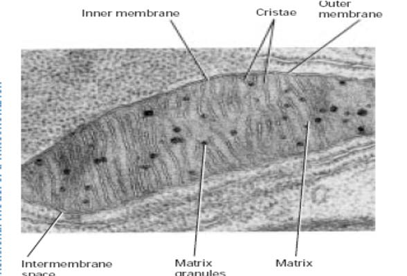 chloroplasty, organizace cytochromového komplexu PetG, cytf, PetL a PetM = jednovláknová roubovice v membrán Cyt b6, Podjednotka IV = n kolik transmembránov ch roubovic mitochondrie Mitochondrie
