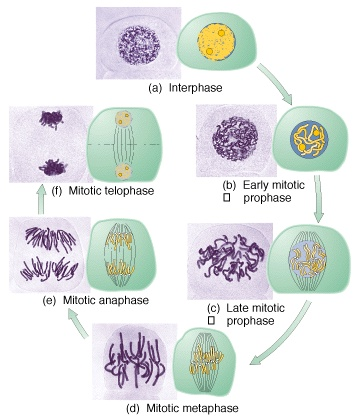 Mitóza dělení somatických buněk (2n) dvě buňky dceřiné (2n) shodná genetická výbava s mateřskou buňkou