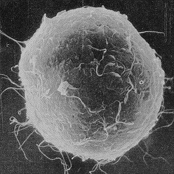 Oogeneze na rozdíl od spermatogeneze probíhá převážně již v prenatální době oogonie 2n primární oocyt 2n sekundární oocyt 1n + 1 polární tělísko vajíčko + 1 polární tělísko při narození jsou primární