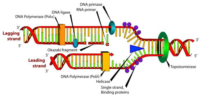 Obr. replikace DNA Dalším proteinem potřebným při replikaci pro rozvití dvoušroubovice a vytvoření jednořetězcové úseku DNA (za štěpení ATP) je helikáza.