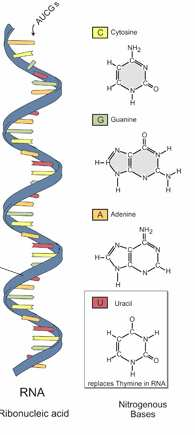 RNA-ribonukleová kys. RNA-ribonukleová kys.