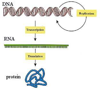 Přenos genetické informace Tento proces je zformulován v centrálním dogmatu molekulární biologie,