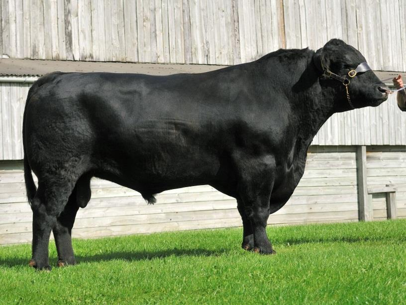 NABÍDKA INSEMINAČNÍCH DÁVEK BÝKŮ PLEMENE ABERDEEN ANGUS PRO ČISTOKREVNOU PLEMENITBU PRO ROK 2014/