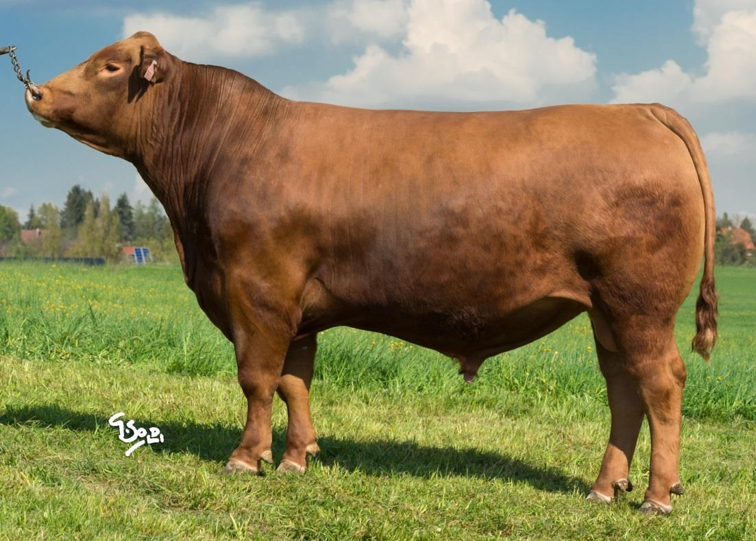 Bosullow ELMARK G209 *12.4.