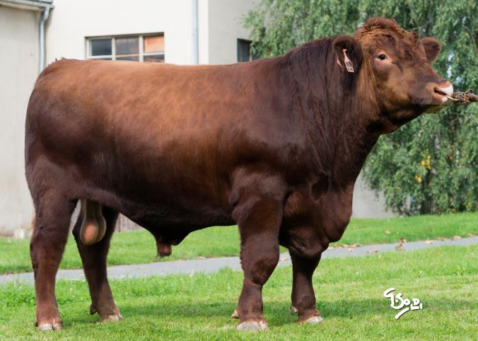 ZAREMBA RED ZAI 146