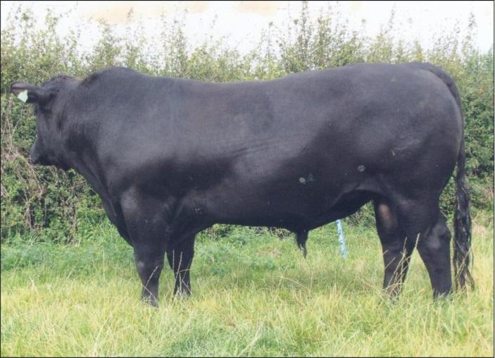 Beeston PREDATOR ZAA 887 *8.2.