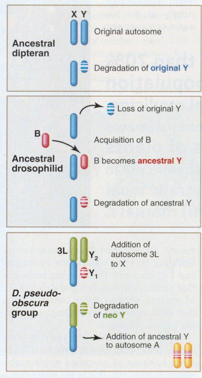 Recyklace pohlavních chromosomů u drozofily První Y chromosom: original Y : - vymizel před více než 60 mil.
