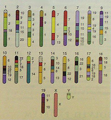 Srovnání lidských a myších chromosomů Od evoluční divergence (společný