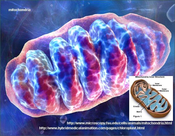 Lidský genom Lidský mitochondriální genom 16,6 kbp, 37 genů 22 genů pro rrna, 2 pro trna, 13 pro proteiny dýchacího řetězce (ty jsou syntetizovány na mitochondriálních