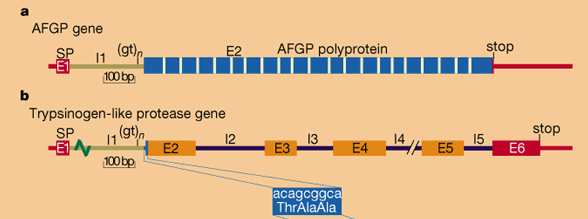 Konvergence Vznik genu pro nemrznoucí glykoprotein AFGP (antifreeze glycoprotein) u ryb žijících v polárních oblastech (odlišná forma v Antarktidě a Arktidě).