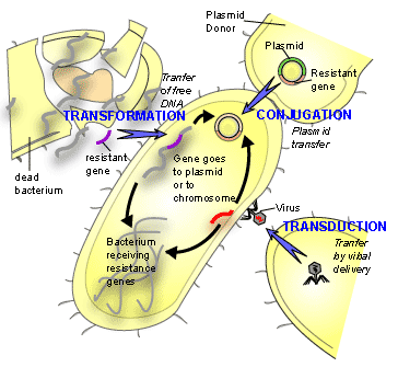 Původ nových genů - horizontální přenos Vertikální (sexuální rozmnožování) a horizontální přenos (mezi druhy). Konjugace, transdukce a transformace. Endosymbióza.
