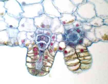 Krčkové buňky, tvořící zúženou část archegonia se otvírají hygroskopicky, jako průduchy. Voda vnikne dovnitř krčku (stillidium).