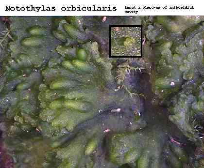 Čel. Notothyladaceae zahrnuje jediný rod Notothylas vycpálka s 13 druhy.