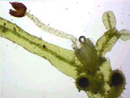 Podtřída Metzgeriidae (30/ca 570), gametofytní stélka foliózní i frondózní jednovrstevná, fyloidy spirálovitě uspořádané, seta vyvinutá, dýchací otvory vzácně na svrchní