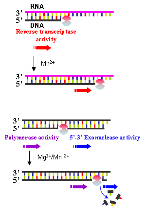 RT PCR Sledování exprese genu na úrovni mrna